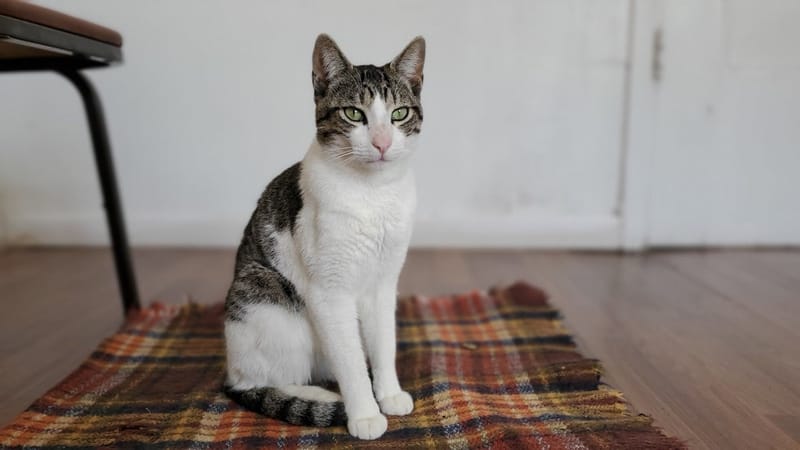 Amos