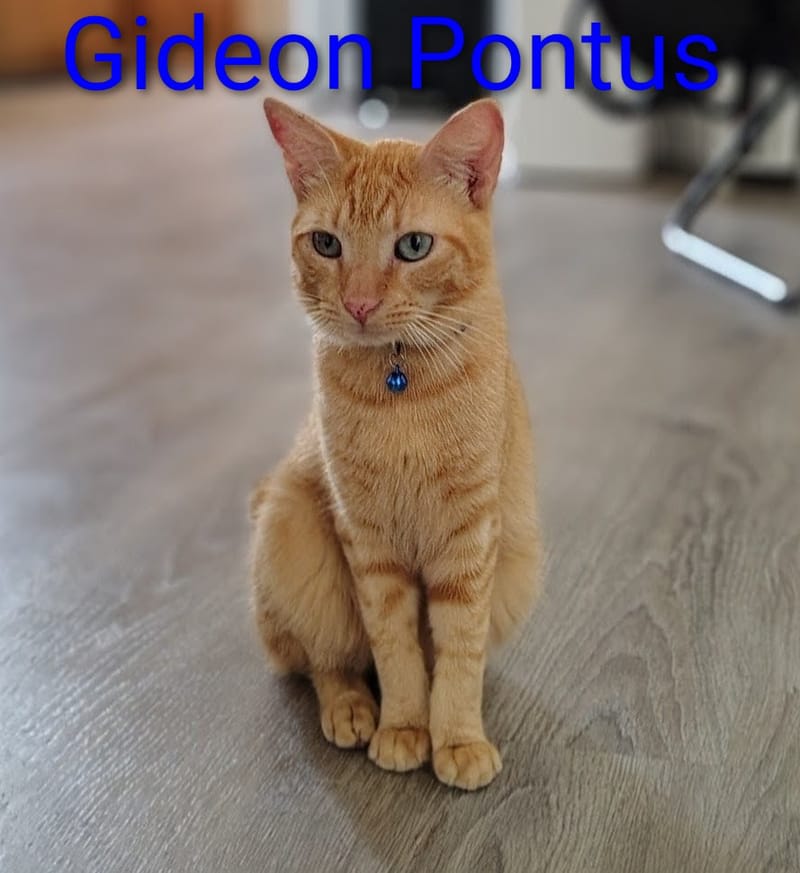 Gideon Pontus 