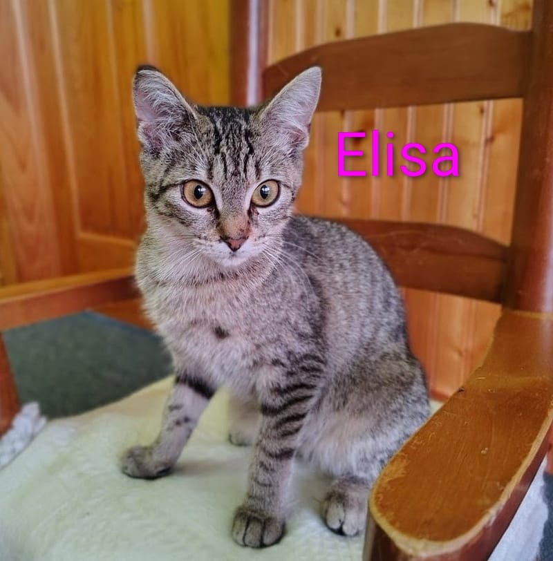 Elisa