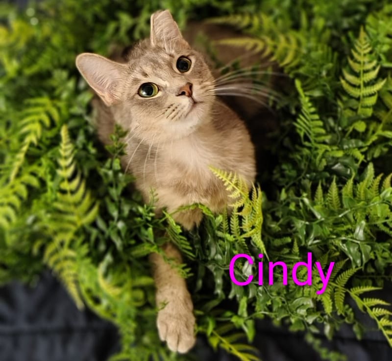 Cindy