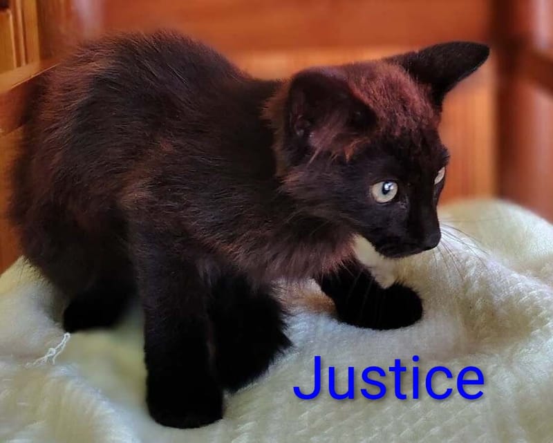 Faith, Hope, Charity, Earnest, & Justice