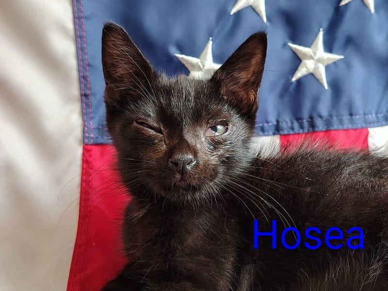 Hosea, Joel, & Amos
