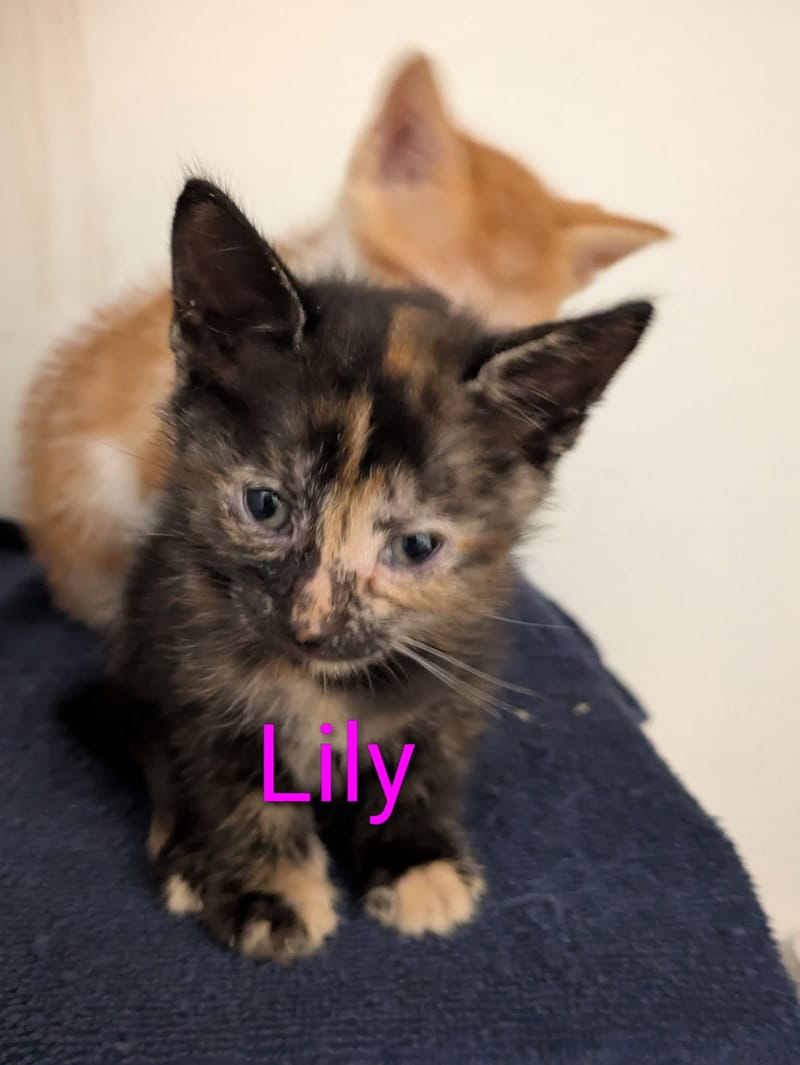 Lily, Dahlia, Magnolia, Lea, & Leo