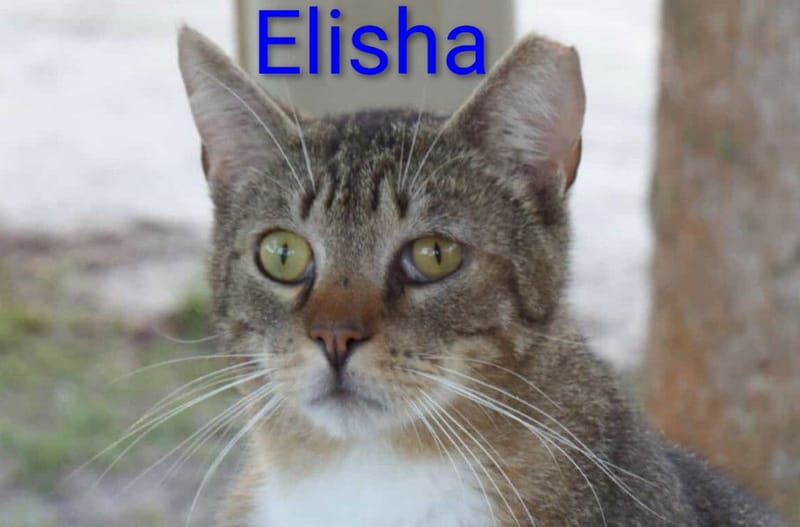 Elisha & Joash