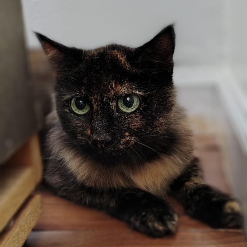 Precious 
