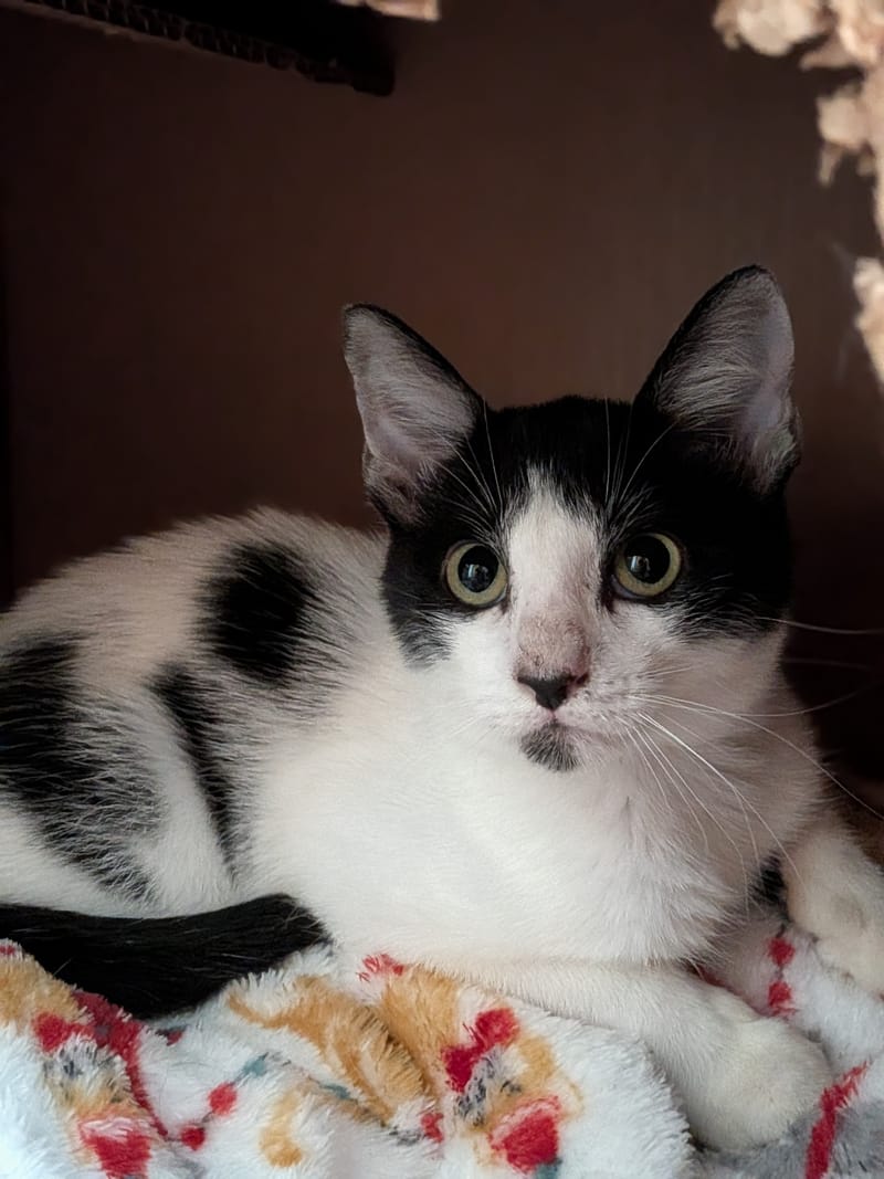 Zorro AKA The Dragon