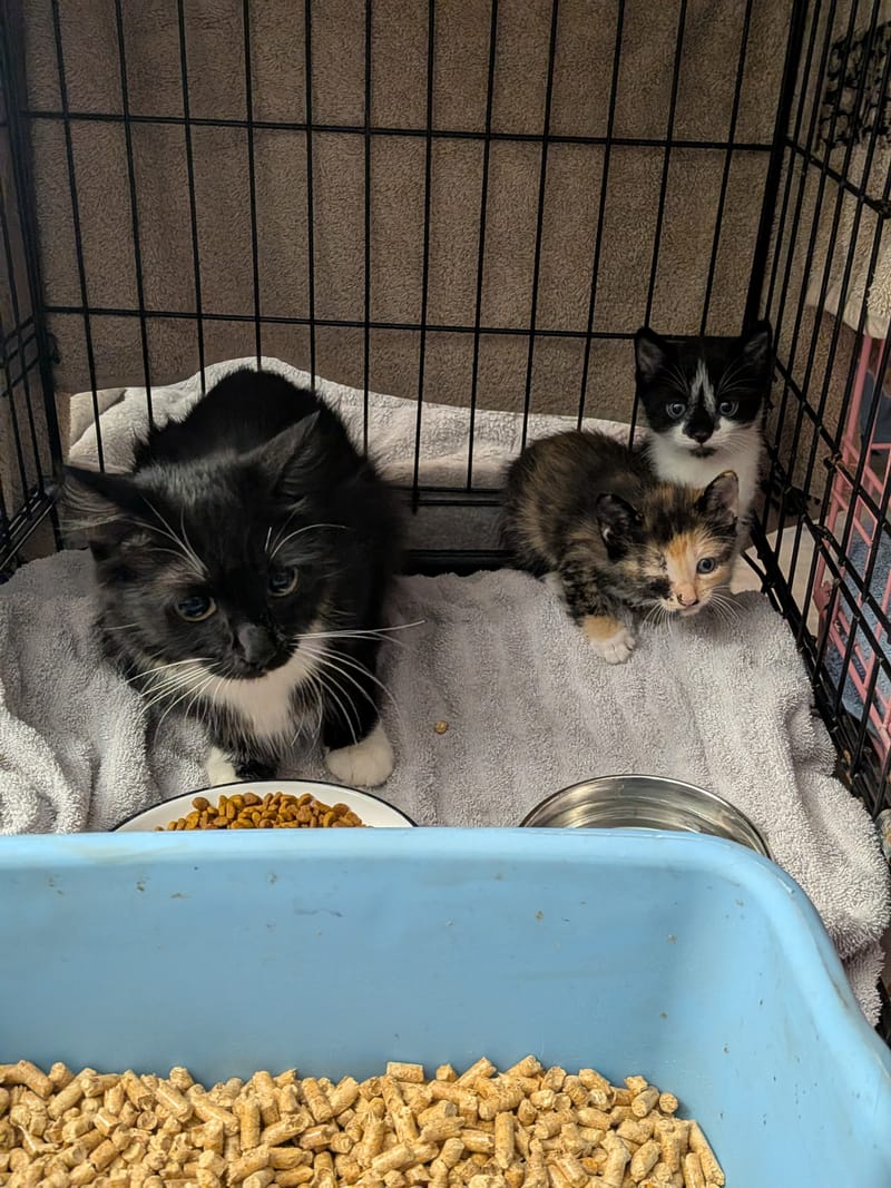 Affordable Spay & Neuter for Pets
