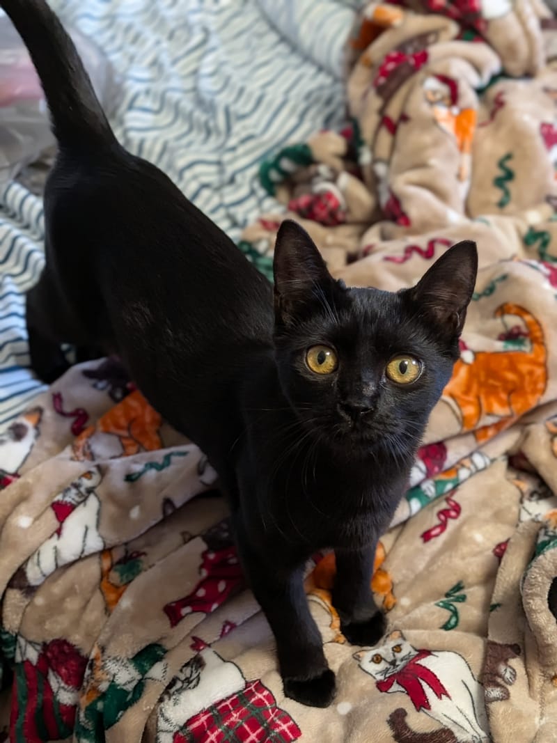 The Cat Site