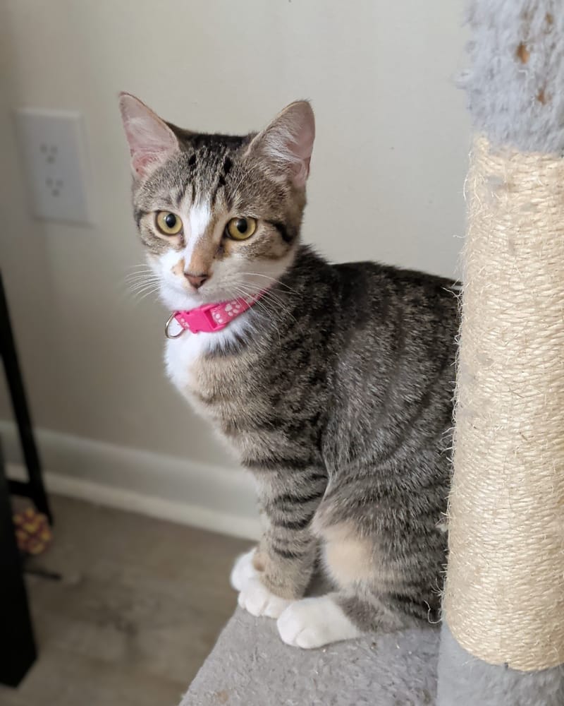 Pet Rehoming