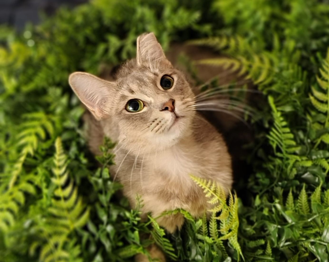 A grayish cream cat relaxes in a dark green plant, its light fur contrasting with the lush greenery around it.