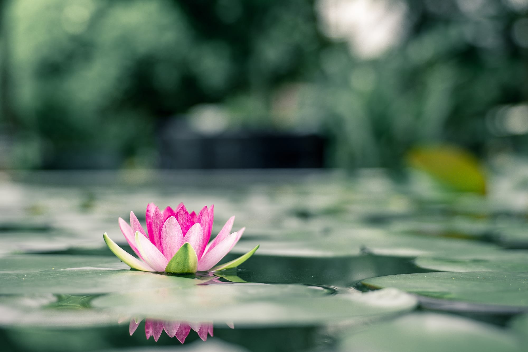 The Story Behind Waterlily, Utah