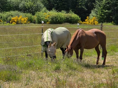 18 Smart Ways to Keep Horse Farm Safe