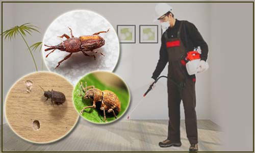 أفضل شركة مكافحة ورش حشرات بمكة - رش البق والصراصير ومكافحة النمل والعتة والوزغ ورش البطحاء بمكة