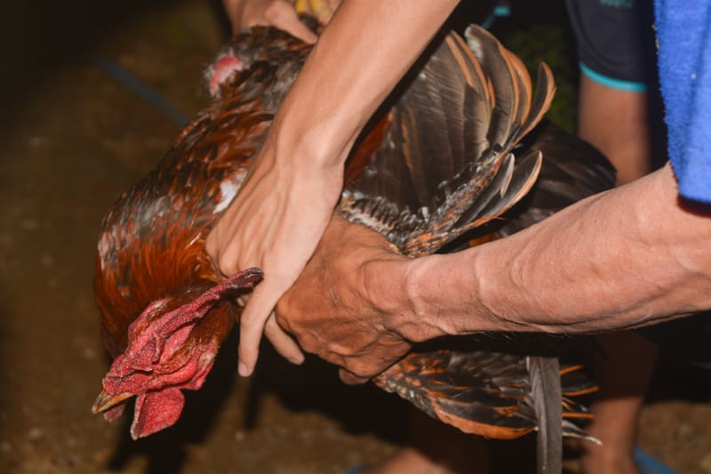 Thomo Cockfighting