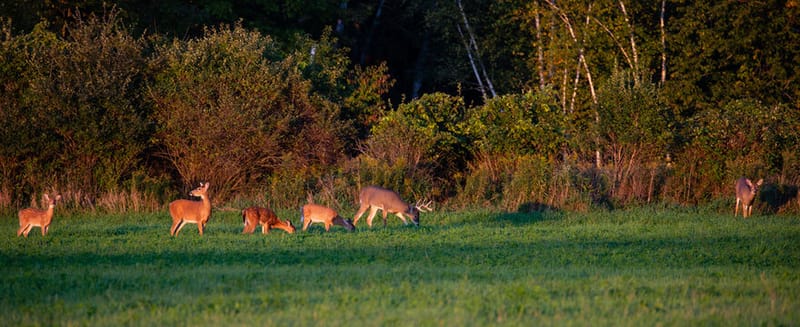 Deer Herd Analysis