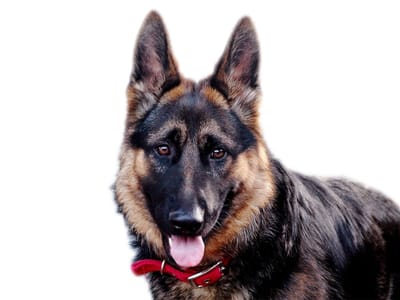 Essential Health Screenings for Working Dog Breeds