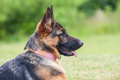 Understanding the Importance of Early Socialization for Young Canines