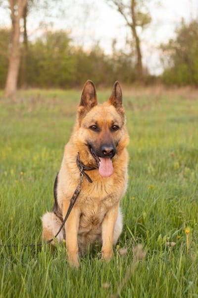 Building Strong Foundations Before Bringing Home German Shepherd Puppies