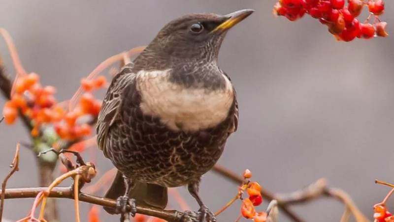 Speaking Up for Welsh Wildlife – The Work of Wild Cymru Across Wales,