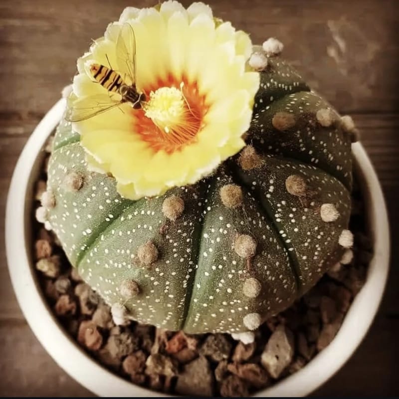 Astrophytum Asterias