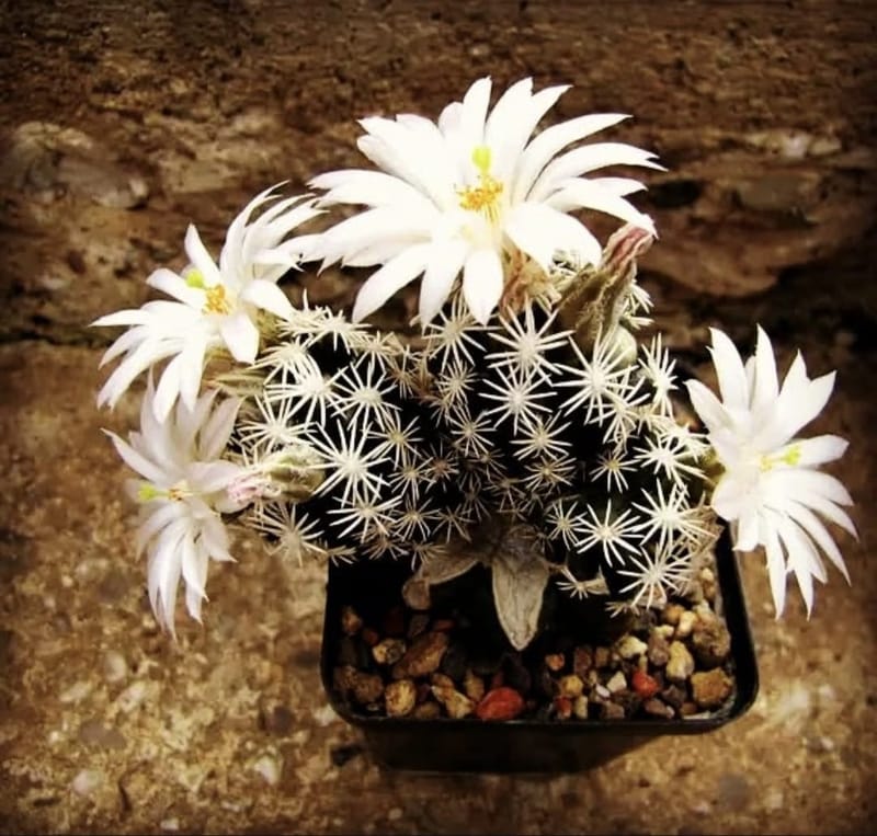 Mammillaria gracilis fragilis