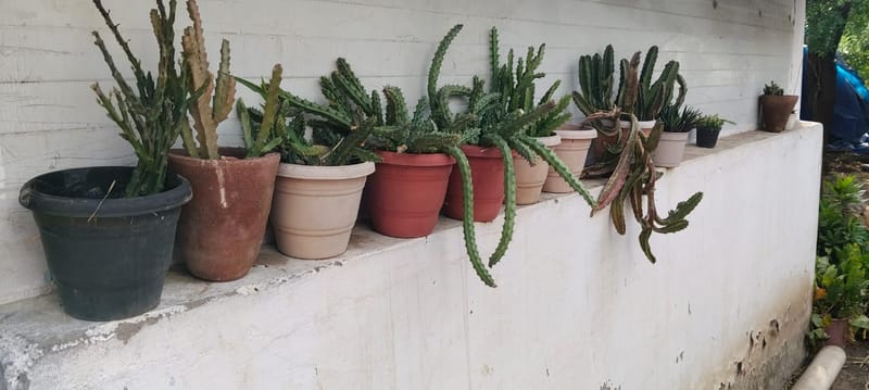 Mixed Succulent Cactus Collection