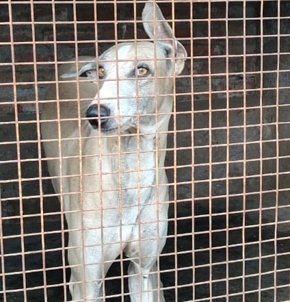Chippiparai-Native Indian Dog