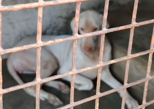 Rajapalayam-Native Indian Dog
