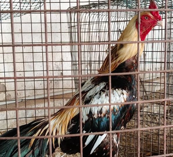 COCK
