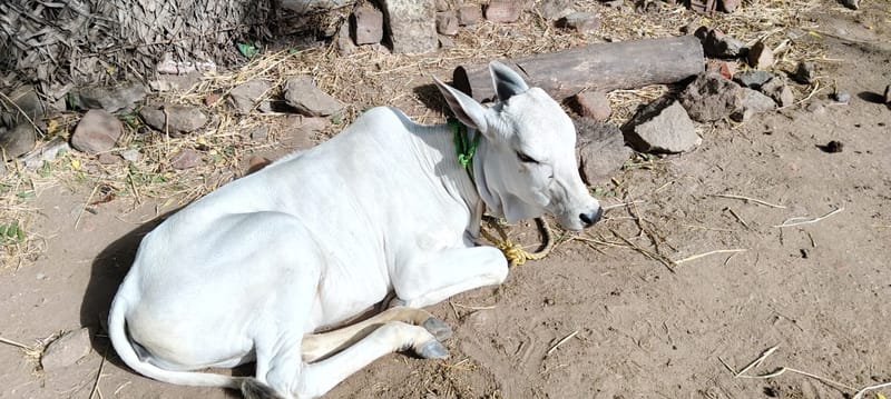 Fresh Cow Milk