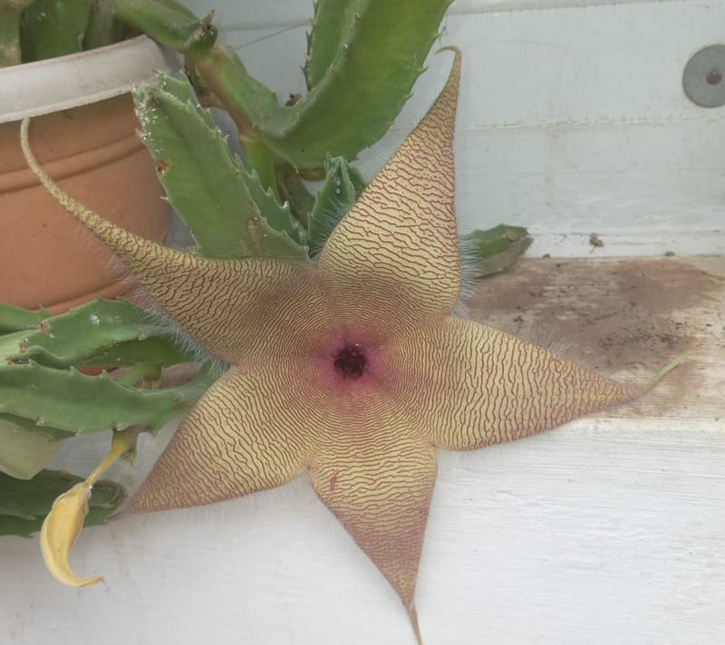 Stapelia gigantea