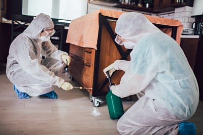 Complete Guide to Bed Bug Control Services in Dhanbad for 2025