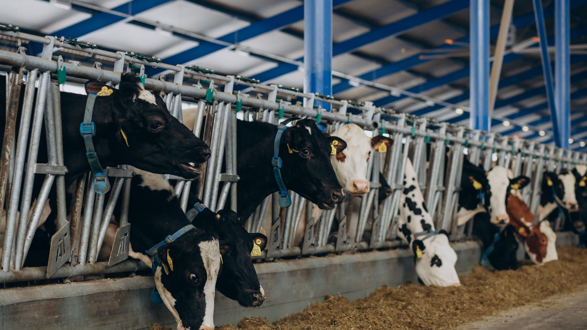 Отримання статусу критично важливого підприємства для молочної ферми