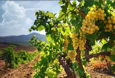 Стягнуто понад 38 млн грн. боргу на користь виробника виноматеріалів