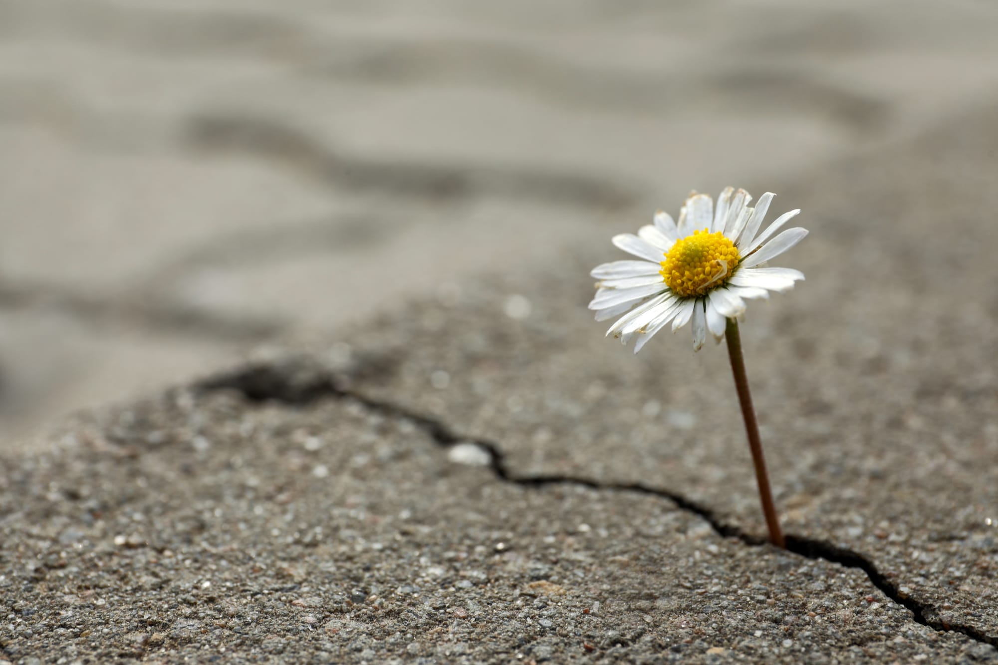 Purpose for Living