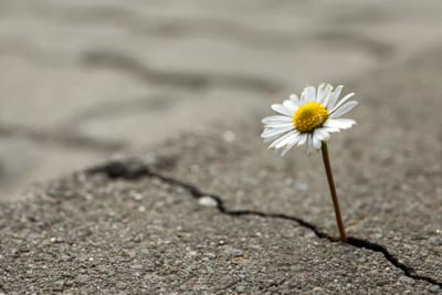 Purpose For Living