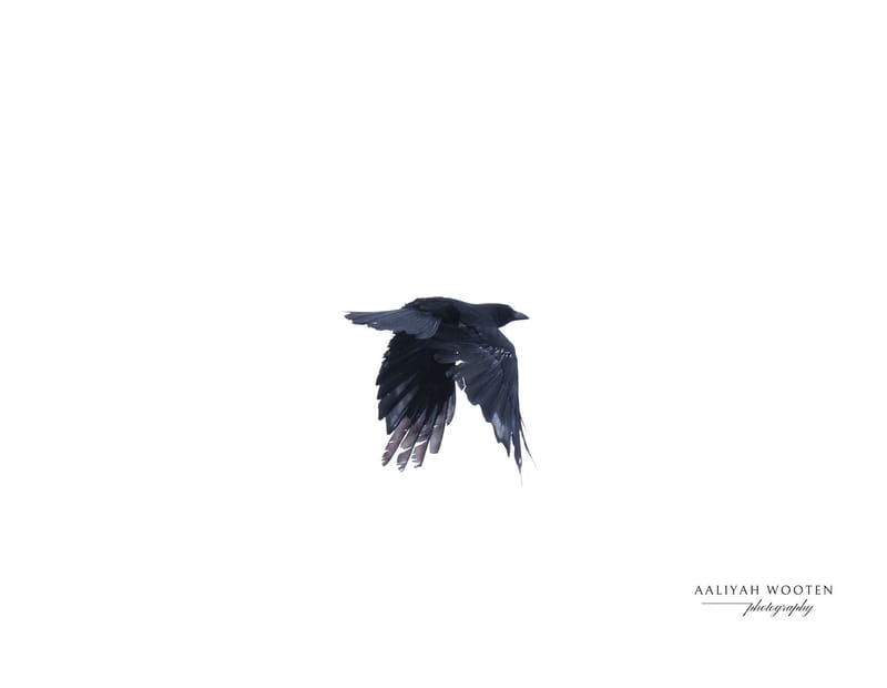 Tierfotografie