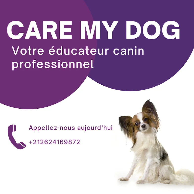 Dressage de chien à domicile