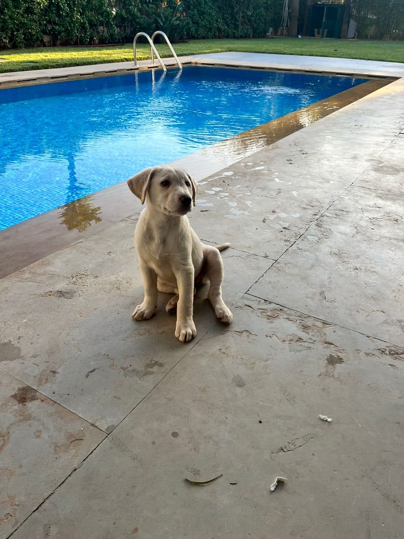 Éducation de chiot