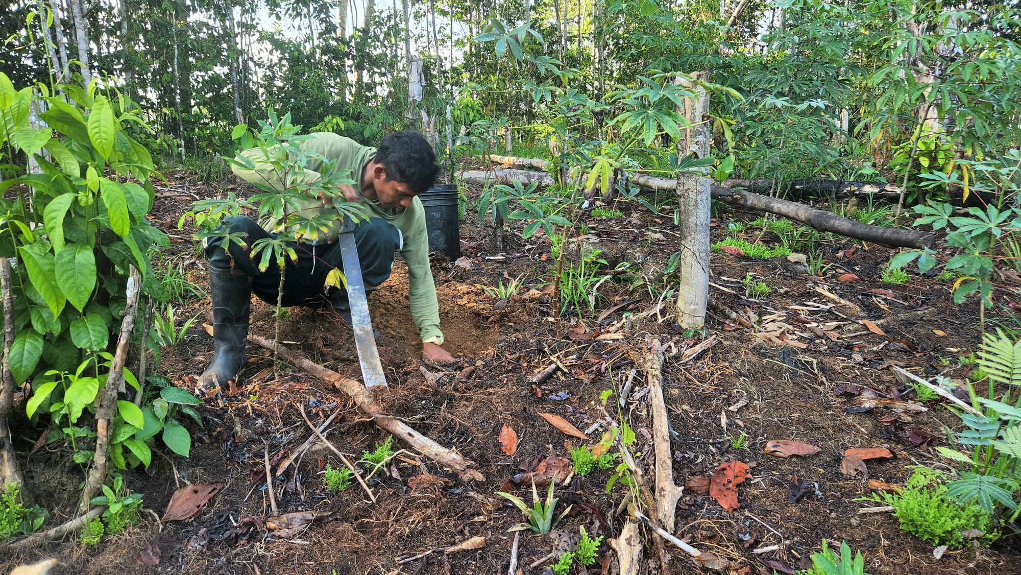 The Fate of Indigenous Shifting Cultivation in the Peruvian Amazon