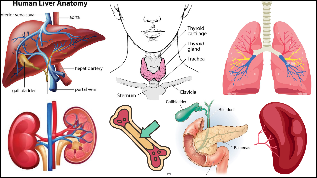 Silent Organs