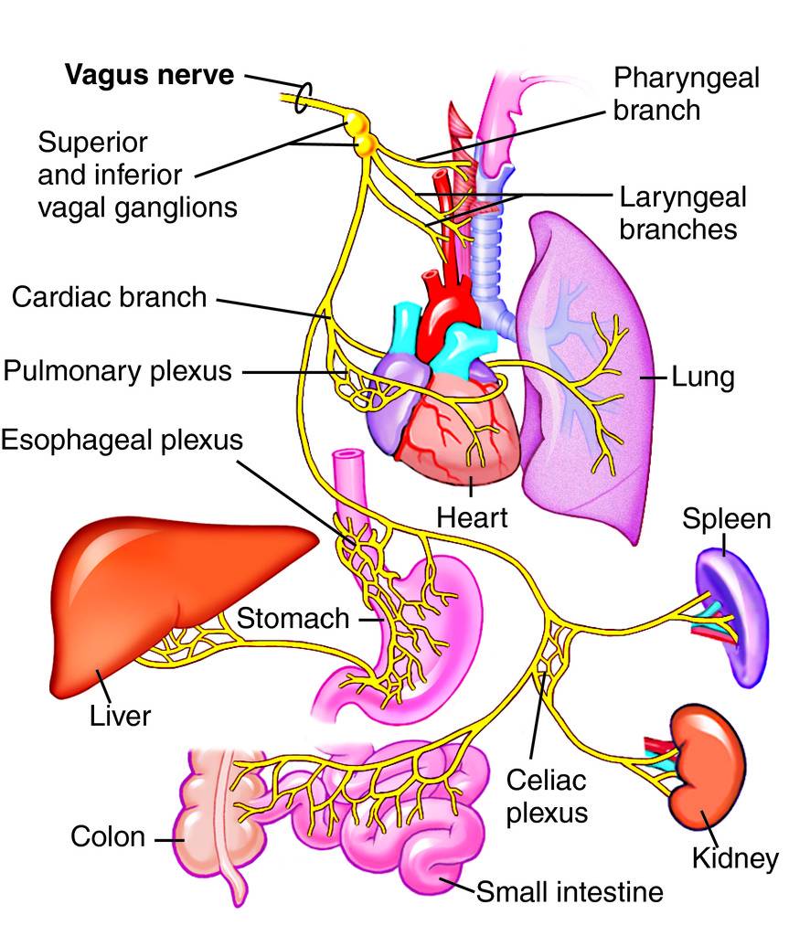 The Gut-Brain Connection: How Your Stomach Influences Your Mood