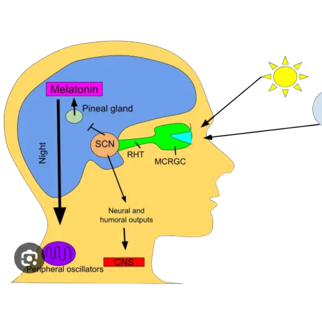 What Does Your Sleep Say About Your Mind and Body? A Physician’s Reflection on Rest, Restoration, and the Inner Signals of Sleep