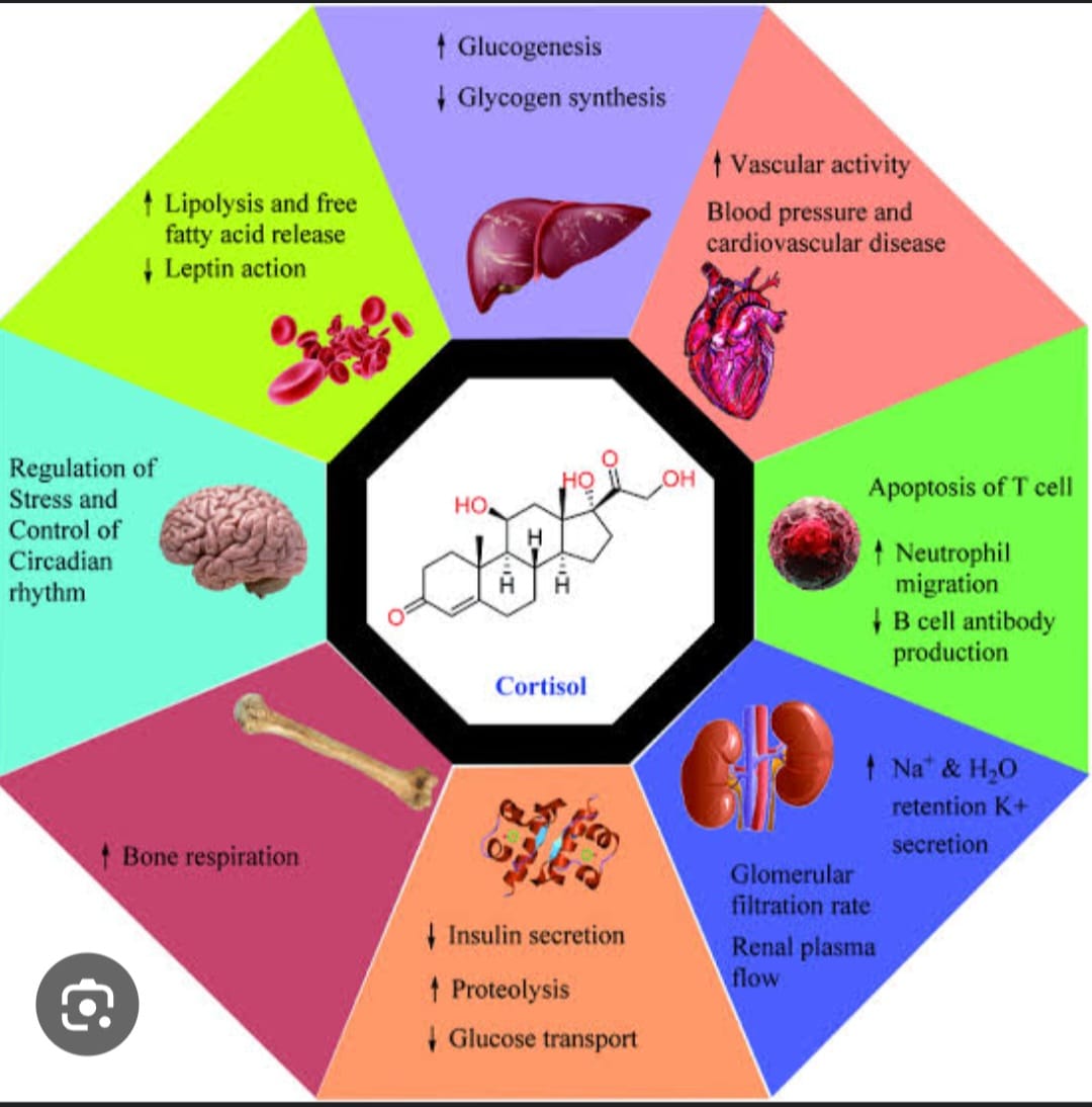 When Cortisol Takes Over - A Physician’s Insight on the Hormone That Quietly Breaks Us Down
