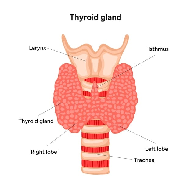 The Thyroid Whisper: Why This Tiny Gland Affects Your Whole Life - A Physician’s Perspective