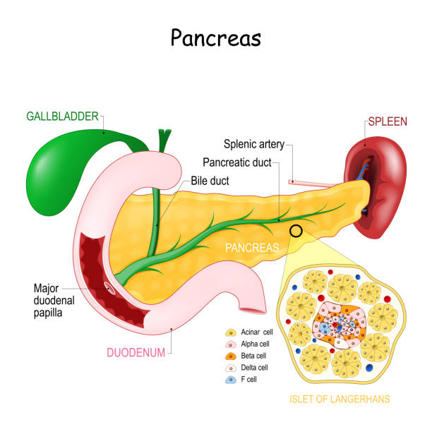 Insulin: The Energy Gatekeeper - A Physician’s Perspective