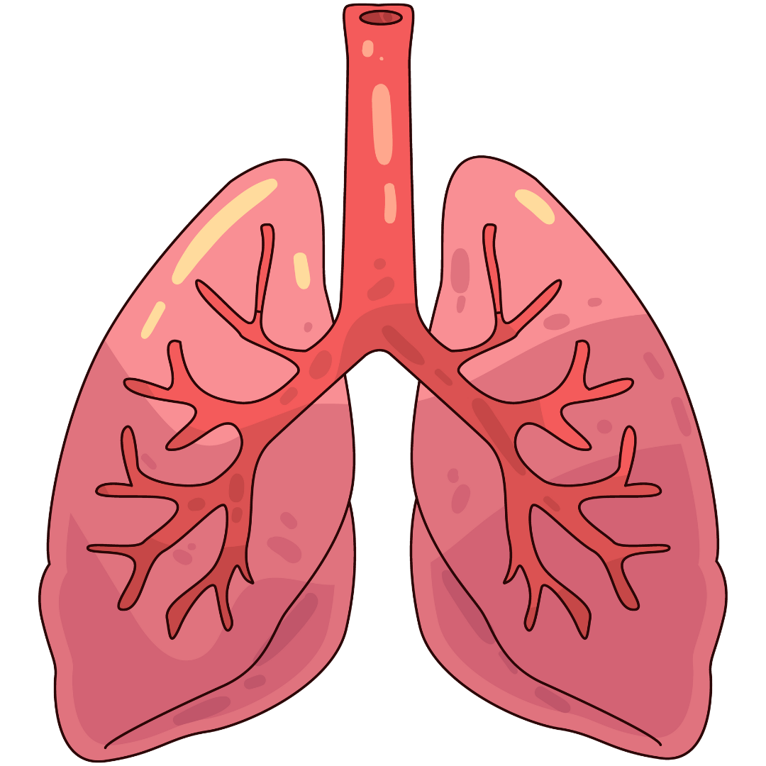 Breathing Deep: Why Your Lungs Are More Than Just Air Sacs