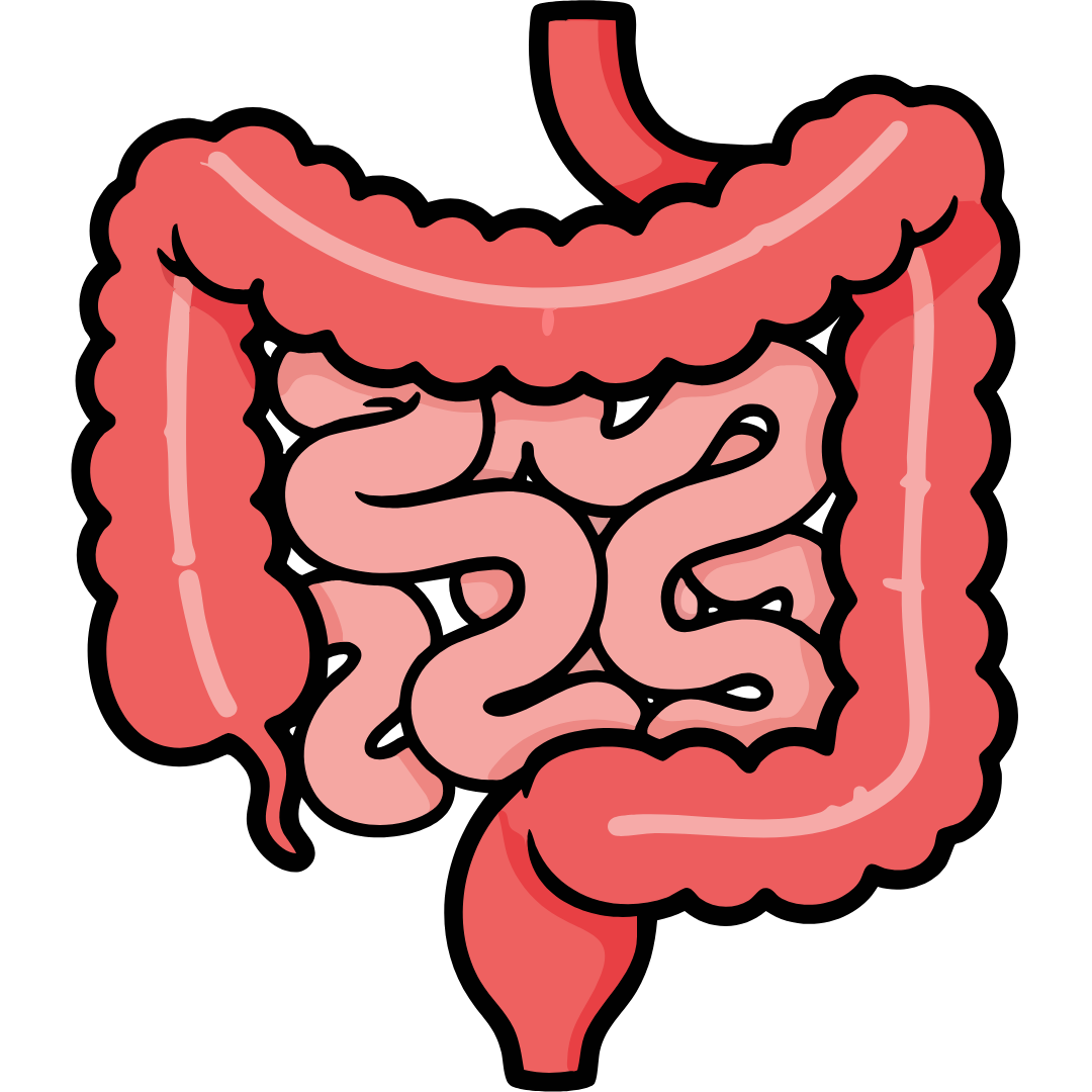 Why Your Gut Health Controls Your Immunity, Mood, and Energy