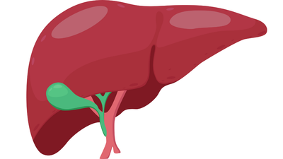 Why the Liver is the Silent Guardian of the Body ?