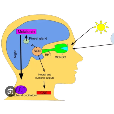 What Does Your Sleep Say About Your Mind and Body? A Physician’s Reflection on Rest, Restoration, and the Inner Signals of Sleep